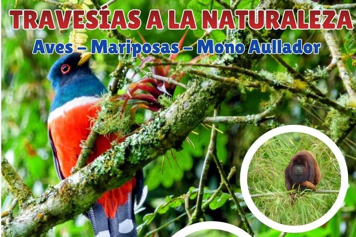 Private Tour Charm of Cocora Valley Salento and Philandia