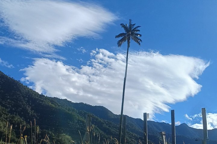 Private Tour Charm of Cocora Valley Salento and Philandia