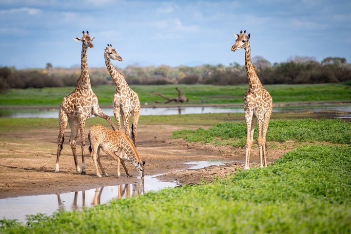 14-Day Coast to Savannah Southern Tanzania Safari