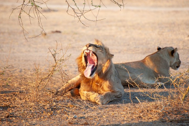 14-Day Coast to Savannah Southern Tanzania Safari
