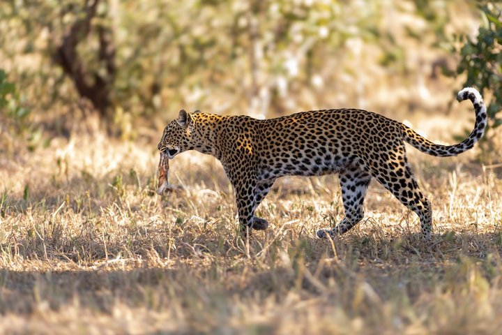 14-Day Coast to Savannah Southern Tanzania Safari