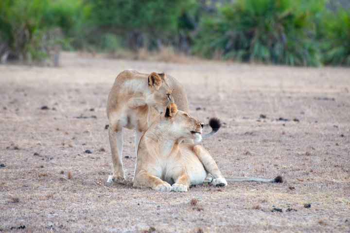14-Day Coast to Savannah Southern Tanzania Safari