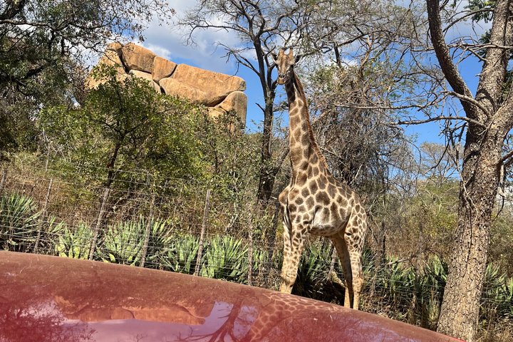 Private Harare Wildlife Tour: Lion Park, Bird park & Snake Park