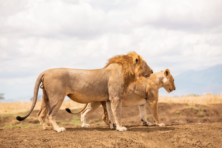 14-Day Coast to Savannah Southern Tanzania Safari