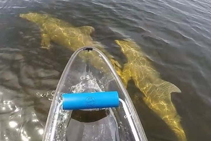 Clear Kayak and Glow Kayak Adventures