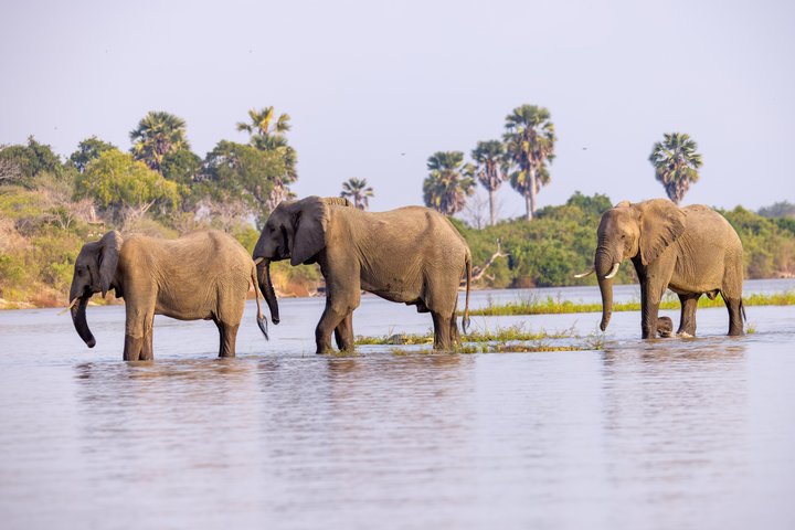 14-Day Coast to Savannah Southern Tanzania Safari