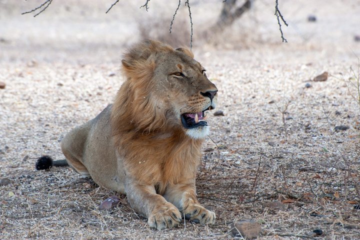 14-Day Coast to Savannah Southern Tanzania Safari