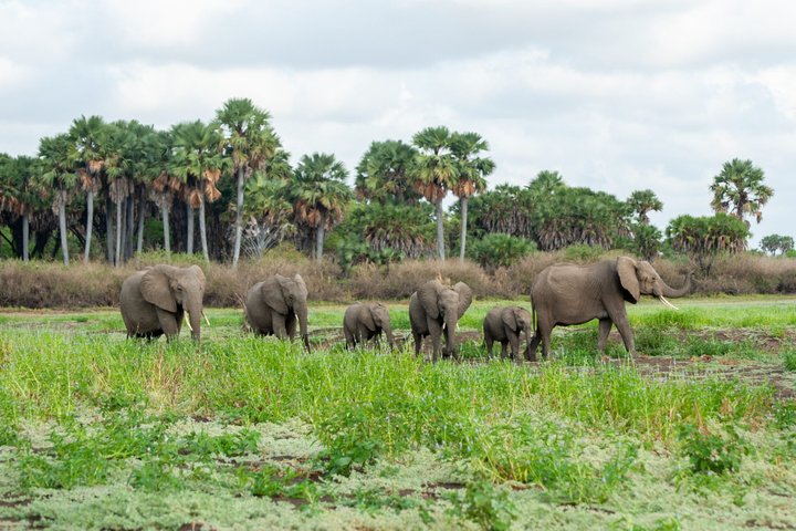 14-Day Coast to Savannah Southern Tanzania Safari