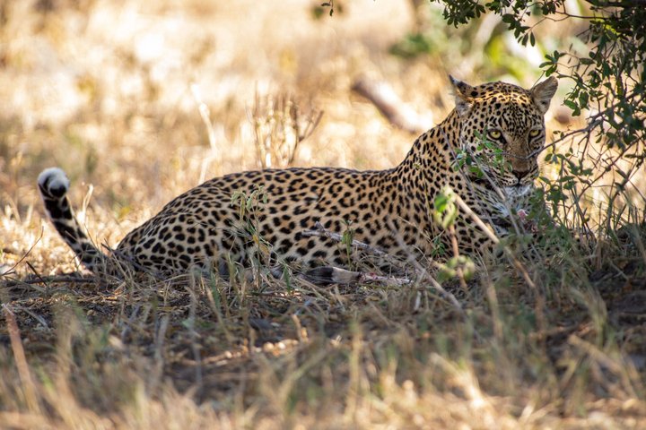 14-Day Coast to Savannah Southern Tanzania Safari