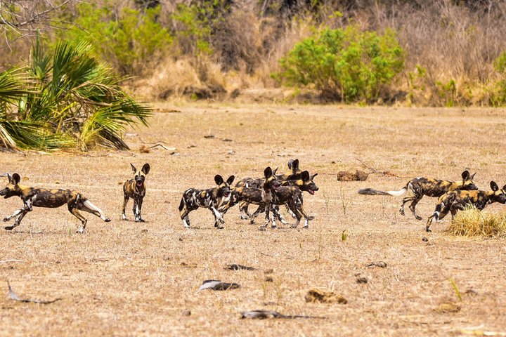 14-Day Coast to Savannah Southern Tanzania Safari