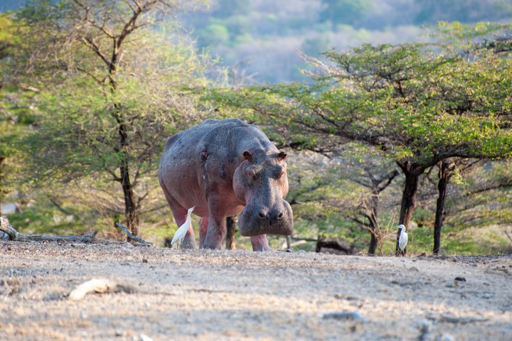 14-Day Coast to Savannah Southern Tanzania Safari