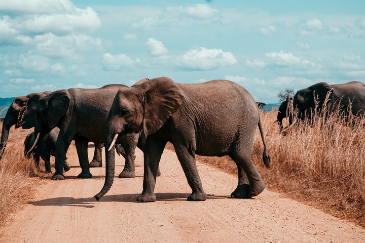 14-Day Coast to Savannah Southern Tanzania Safari