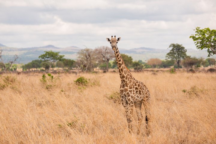 14-Day Coast to Savannah Southern Tanzania Safari