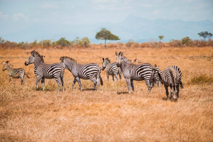 14-Day Coast to Savannah Southern Tanzania Safari