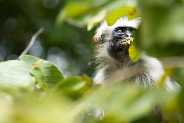 14-Day Coast to Savannah Southern Tanzania Safari