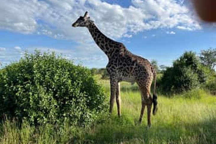 Tanzania Wildlife Safari 3 Day Tour Tarangire and Ngorongoro