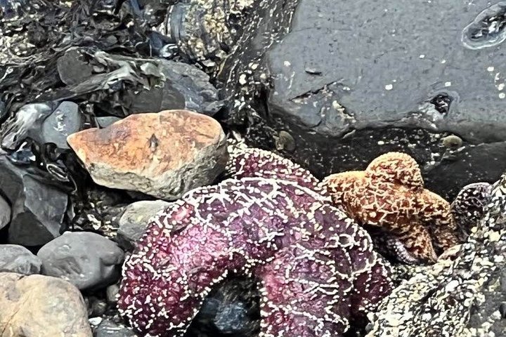 Tour of Seaside and Cannon Beach