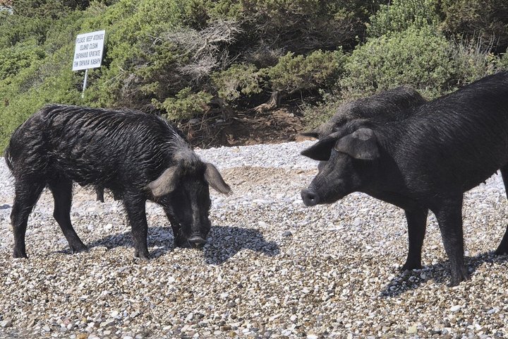 PIGS BAY in ATOKOS Island / LEFKADA - Private Day BOAT CRUISE