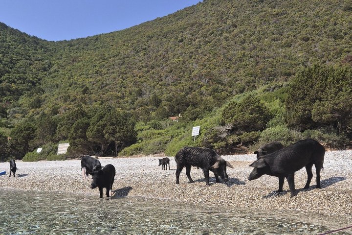 PIGS BAY in ATOKOS Island / LEFKADA - Private Day BOAT CRUISE