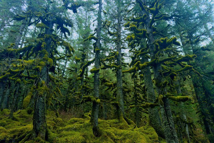 Whittier Cruise Transfer with Wildlife&Glacier tour to Anchorage
