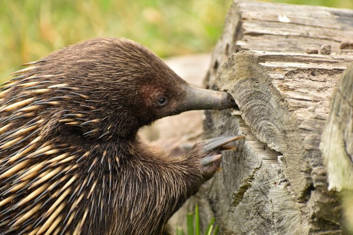 Walk with Wildlife: Guided Tour in Great Ocean Road