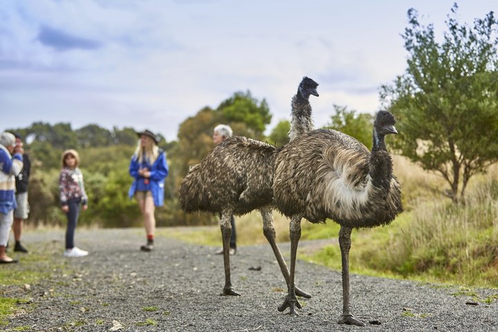Walk with Wildlife: Guided Tour in Great Ocean Road