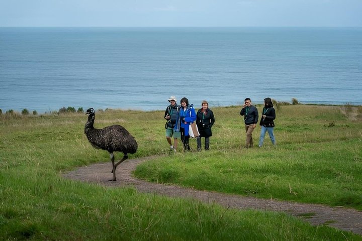 Walk with Wildlife: Guided Tour in Great Ocean Road