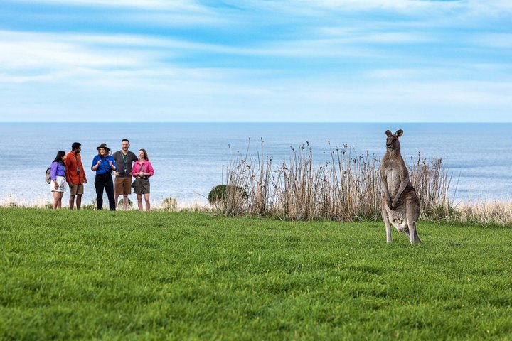 Walk with Wildlife: Guided Tour in Great Ocean Road