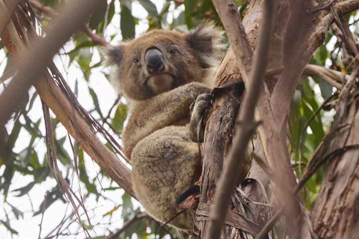 Walk with Wildlife: Guided Tour in Great Ocean Road