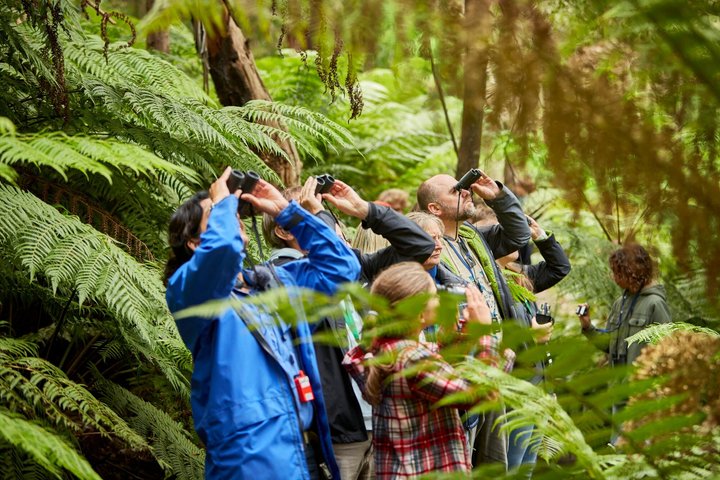 Walk with Wildlife: Guided Tour in Great Ocean Road