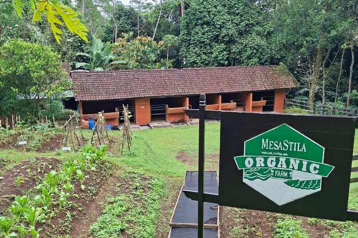 Coffee Plantation Hotel Tour at MesaStila Resort fr Semarang