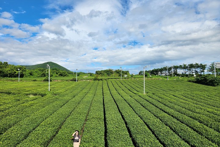 Jeju Private Taxi Tour with English Speaking Guide & Driver