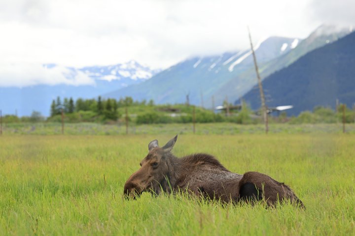Whittier Cruise Transfer with Wildlife&Glacier tour to Anchorage