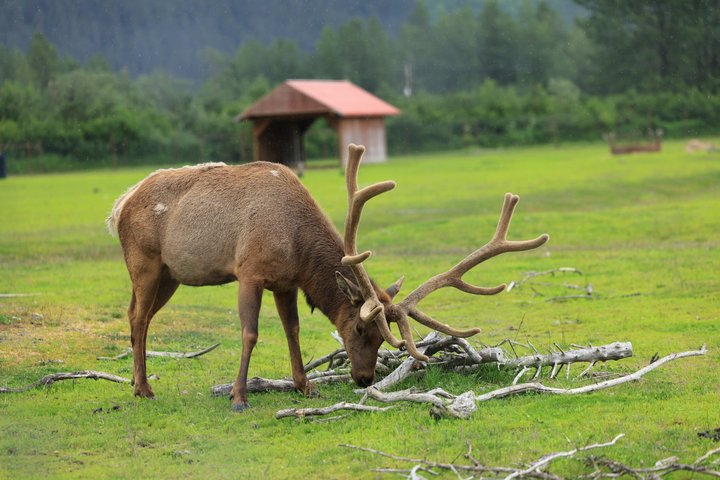 Whittier Cruise Transfer with Wildlife&Glacier tour to Anchorage