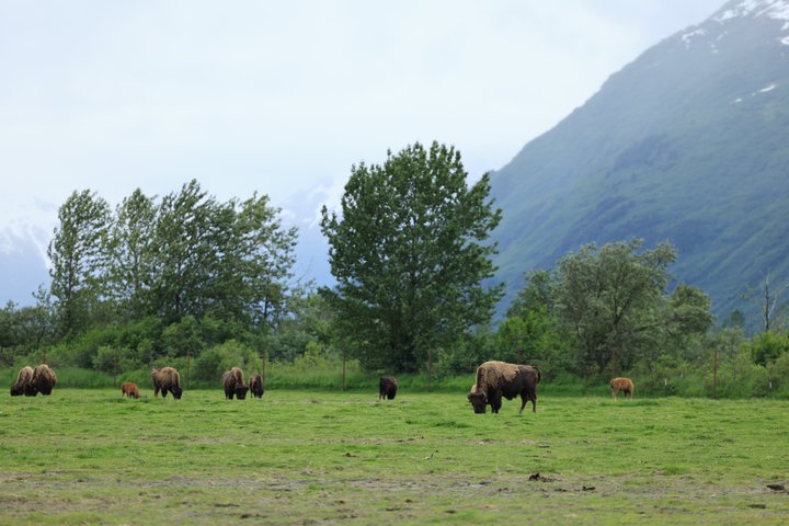 Whittier Cruise Transfer with Wildlife&Glacier tour to Anchorage