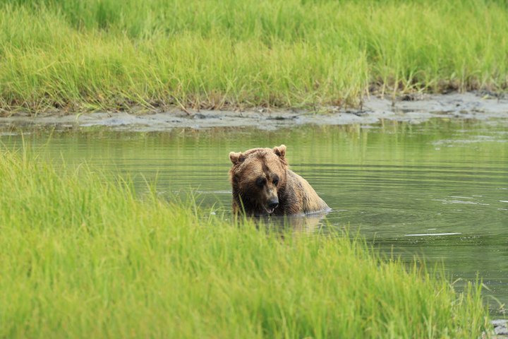 Whittier Cruise Transfer with Wildlife&Glacier tour to Anchorage