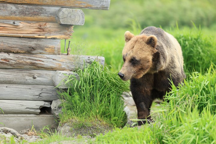 Whittier Cruise Transfer with Wildlife&Glacier tour to Anchorage