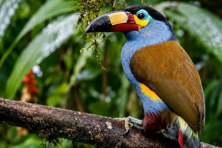 Mindo Cloud Forest Private Tour: Chocolate, Coffee, Birds, Nature