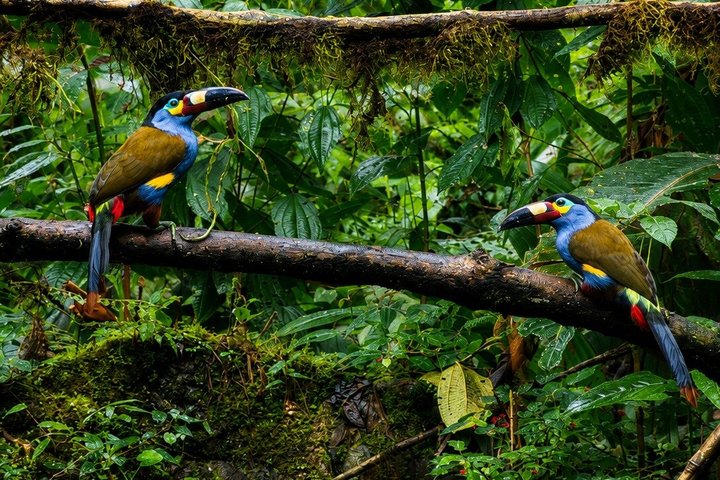 Mindo Cloud Forest Private Tour: Chocolate, Coffee, Birds, Nature