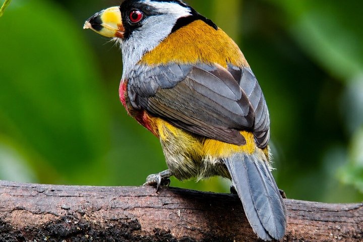Mindo Cloud Forest Private Tour: Chocolate, Coffee, Birds, Nature