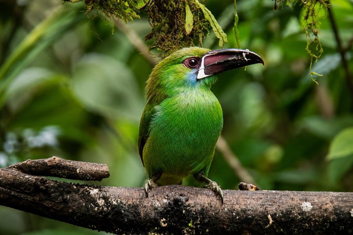 Mindo Cloud Forest Private Tour: Chocolate, Coffee, Birds, Nature