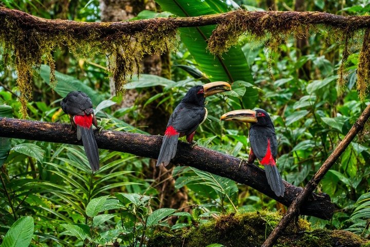 Mindo Cloud Forest Private Tour: Chocolate, Coffee, Birds, Nature