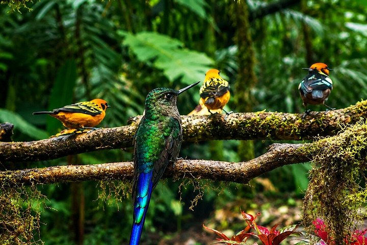 Mindo Cloud Forest Private Tour: Chocolate, Coffee, Birds, Nature