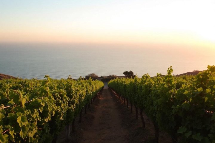 Private Wine Tour Discover Rose in Gulf of Saint Tropez