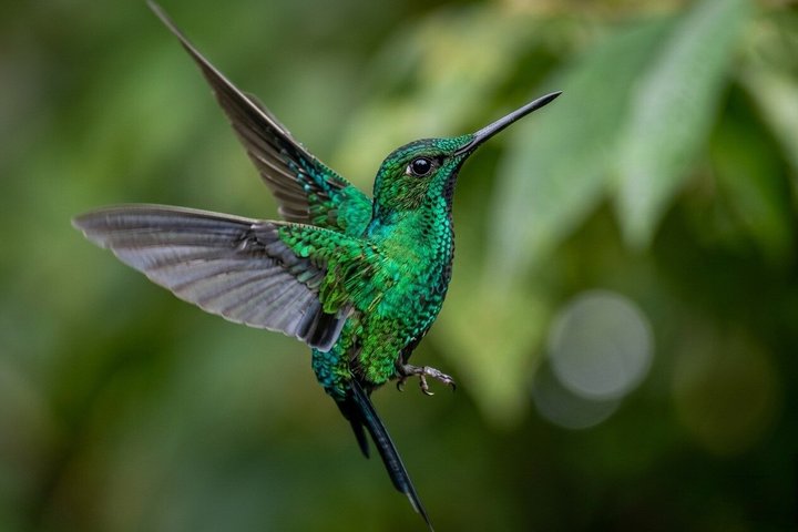 Mindo Cloud Forest Private Tour: Chocolate, Coffee, Birds, Nature