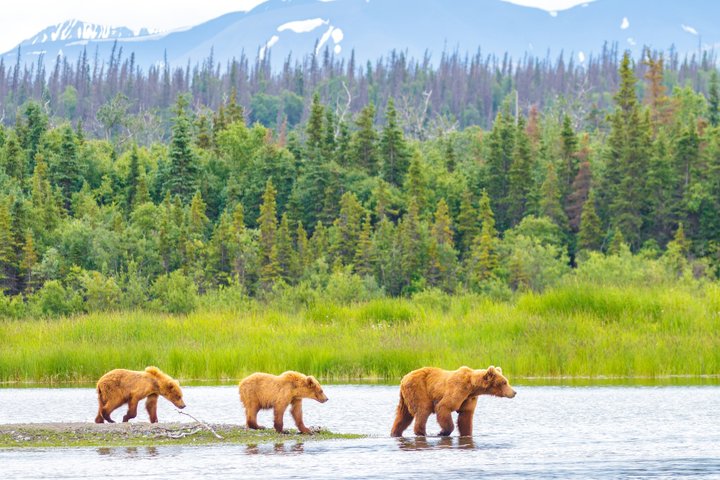 Denali in a Day Sightseeing Package