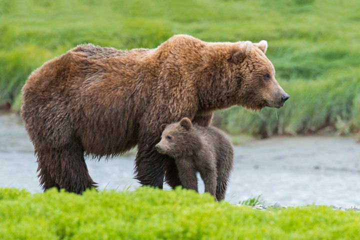 Denali in a Day Sightseeing Package