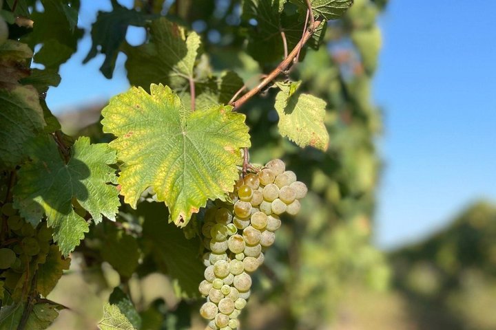 Private Kakheti Wine Tour