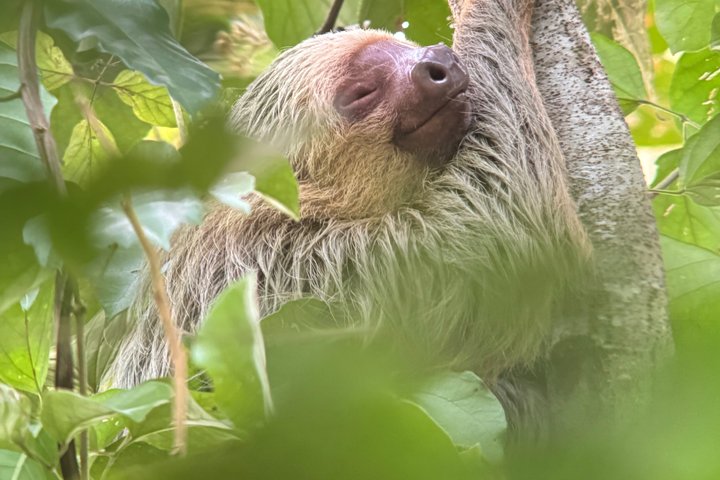 Corcovado National Park Day Tour: Guided Wildlife Walk at Sirena