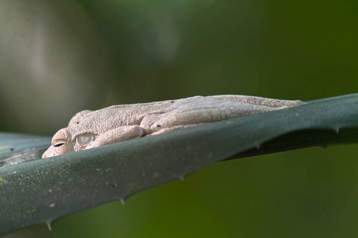 Corcovado National Park Day Tour: Guided Wildlife Walk at Sirena